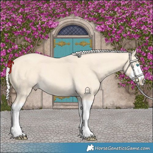 Horse Color:Cremello Splash and Cremello Splash