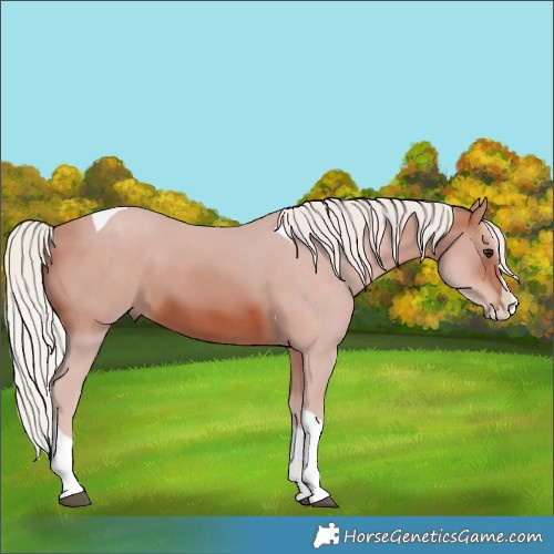 Horse Color:Silver Brown Splash Tobiano 