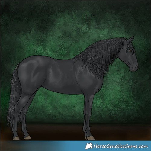 Horse Color:Black 