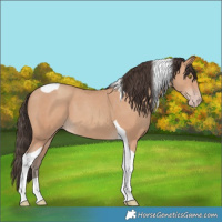 Horse Color:Amber Champagne Tobiano 