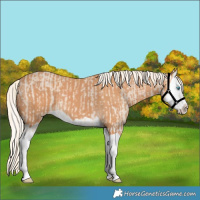 Horse Color:Cremello Splash and Gray Cremello Splash