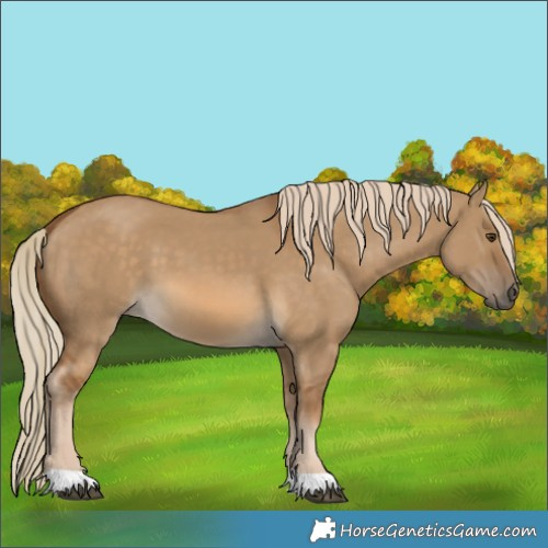 Horse Color:Chocolate Palomino Dun