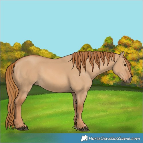 Horse Color:Red Dun