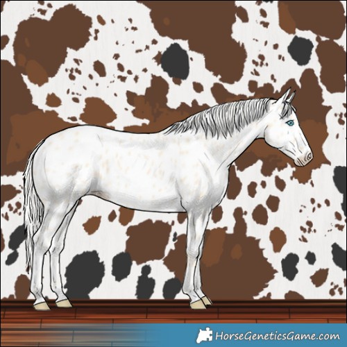Horse Color:Cremello Near Leopard 
