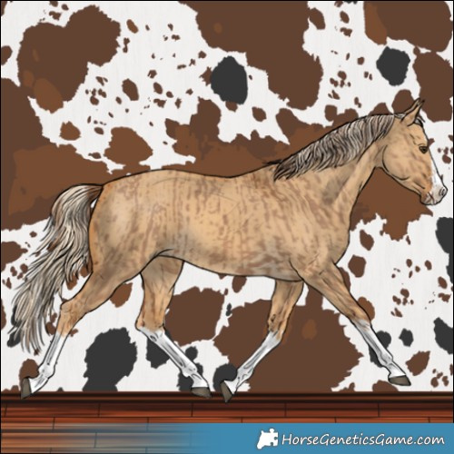 Horse Color:Red Dun Splash  and Palomino Dun Splash 