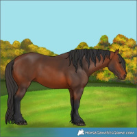 Horse Color:Bay 