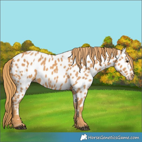 Horse Color:Chestnut Near Leopard