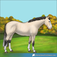 Horse Color:Buckskin Roan Splash