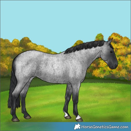 Horse Color:Blue Roan