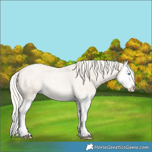 Horse Color:Cremello Roan Splash  and Cremello Roan Splash Rabicano 