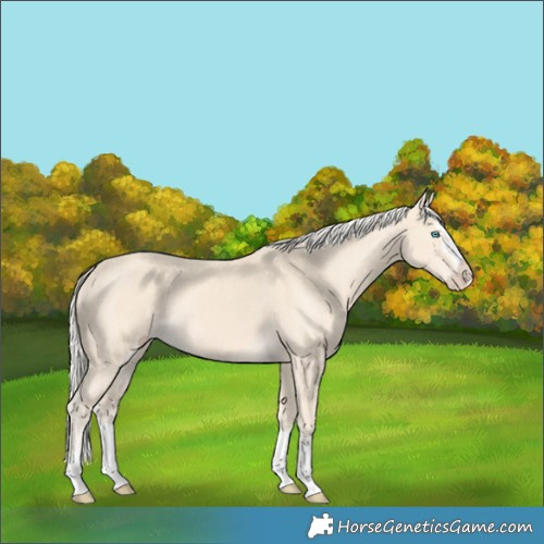 Horse Color:Cremello Splash and Cremello Splash
