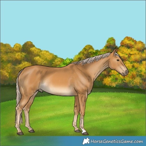 Horse Color:Palomino Rabicano