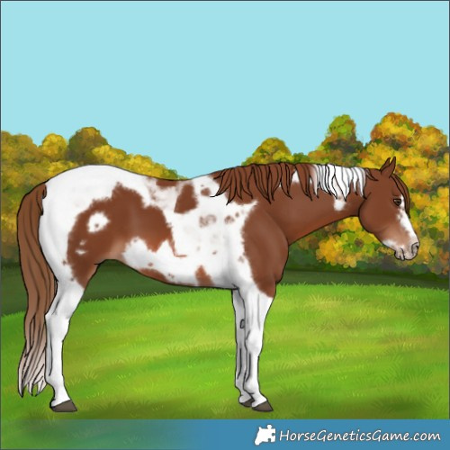 Horse Color:Chestnut Tobiano Frame 
