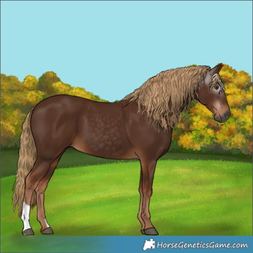 Horse Color:Gray Chestnut 