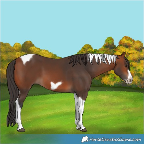 Horse Color:Bay Tobiano Frame 