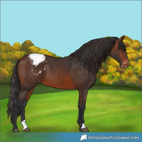 Horse Color:Brown Varnish 