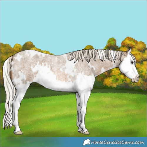 Horse Color:White Spotted Chocolate Palomino Roan Splash 