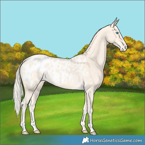 Horse Color:Cremello Appaloosa 