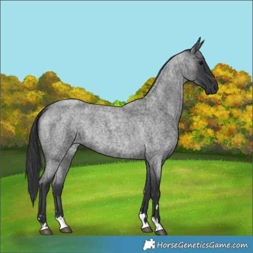 Horse Color:Blue Roan 