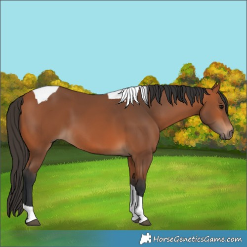 Horse Color:Bay Tobiano 