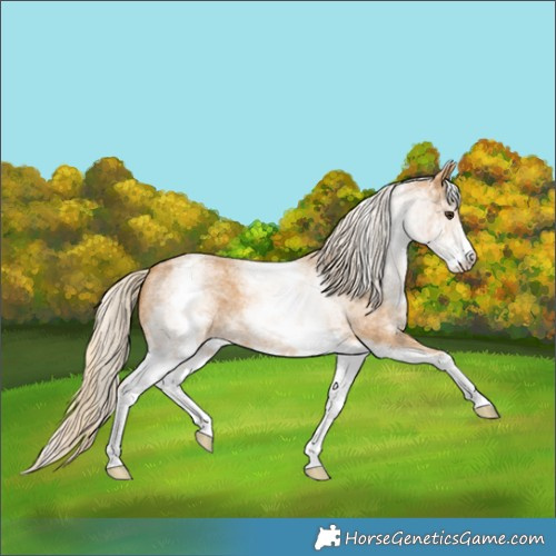 Horse Color:White Spotted Palomino Roan