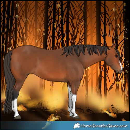 Horse Color:Bay Tobiano 