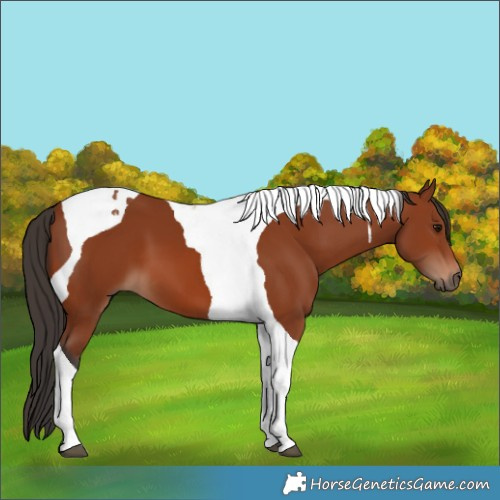 Horse Color:Bay Tobiano 
