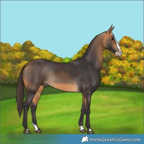 Horse Color:Buckskin Splash Frame 