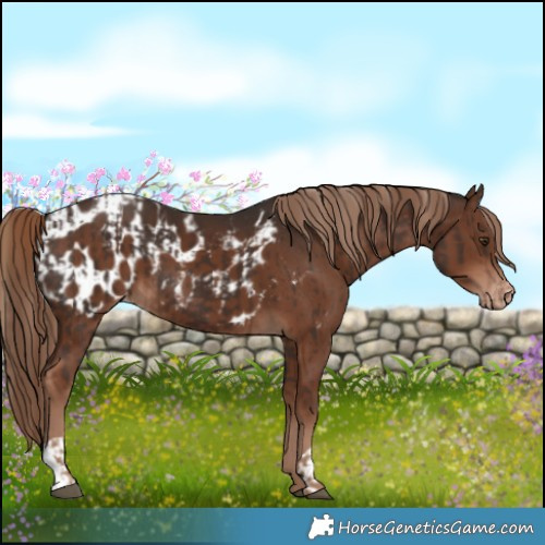 Horse Color:Liver Chestnut  and Liver Chestnut Blanket 