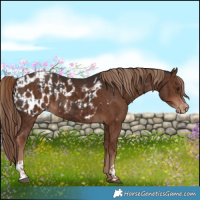 Horse Color:Liver Chestnut and Liver Chestnut Blanket
