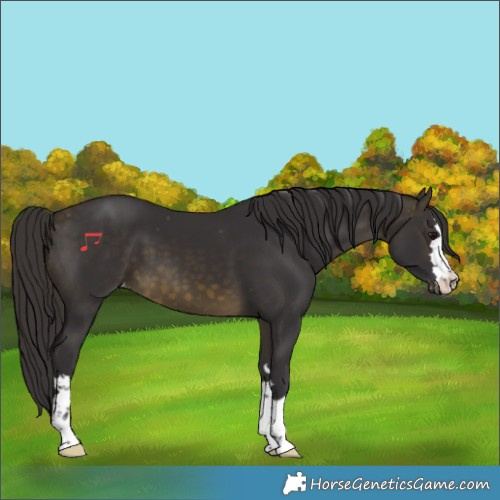 Horse Color:Buckskin Appaloosa 
