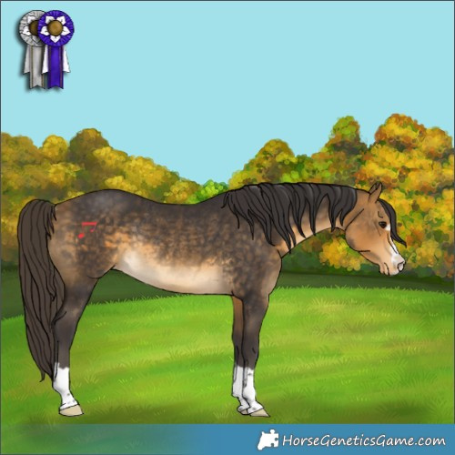 Horse Color:Buckskin Appaloosa Rabicano