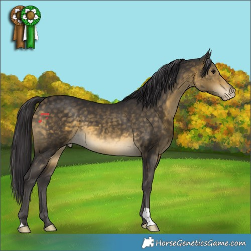 Horse Color:Buckskin Appaloosa 