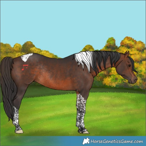 Horse Color:Brown Tobiano Rabicano 