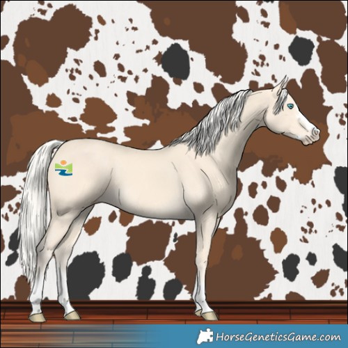 Horse Color:Cremello Splash and Cremello Splash