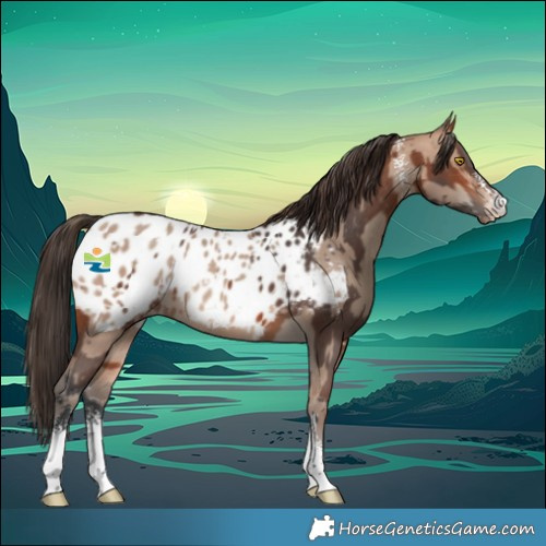 Horse Color:Amber Champagne Sabino Appaloosa and Bay Sabino Appaloosa