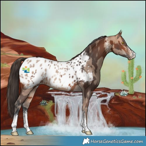 Horse Color:Amber Champagne Sabino Near Leopard  and Bay Sabino Near Leopard 