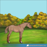 Horse Color:Red Dun