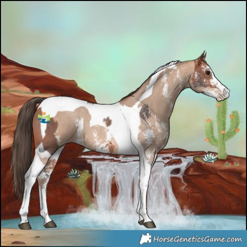 Horse Color:Bay Sabino Tobiano  and Amber Champagne Sabino Tobiano 