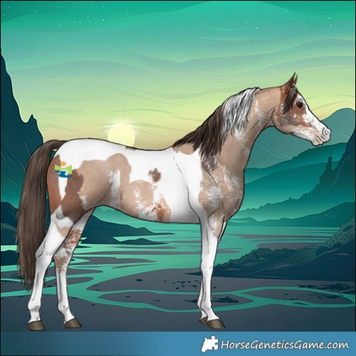 Horse Color:Bay Sabino Tobiano and Amber Champagne Sabino Tobiano