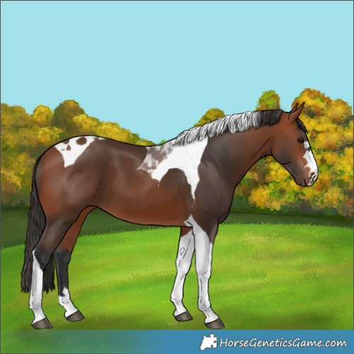 Horse Color:Bay Tobiano