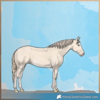 Horse Color:Perlino