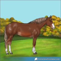 Horse Color:Chestnut 