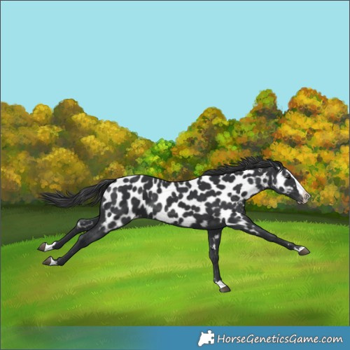 Horse Color:Black Splash Near Leopard 