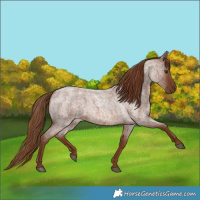 Horse Color:Red Roan 