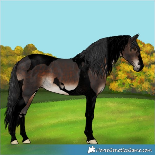 Horse Color:Void Brown Tobiano