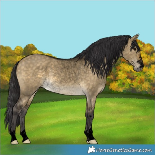Horse Color:Void Buckskin Dun 