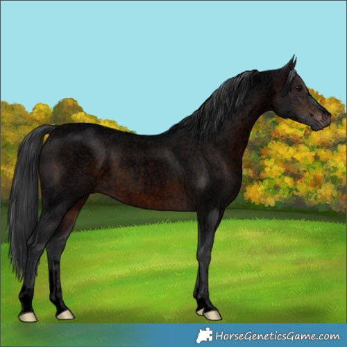 Horse Color:Void Brown Roan