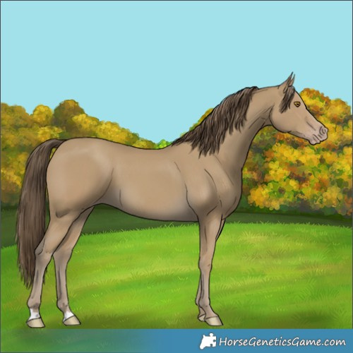 Horse Color:Classic Cream Champagne