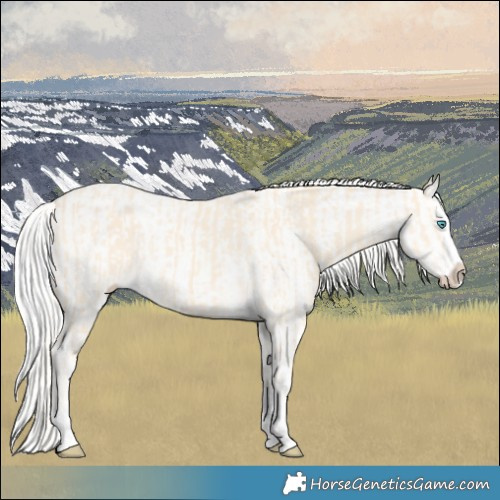 Horse Color:Cremello Splash and Cremello Splash